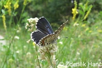 Scolitantides orion - Chequered Blue