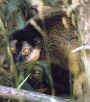 Red-collared lemur (Eulemur collaris)