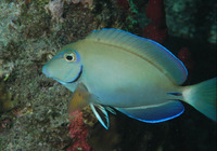 Acanthurus bahianus, Ocean surgeon: fisheries, aquarium, bait