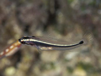 Hemiemblemaria simulus, Wrasse blenny: aquarium