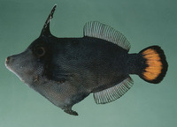 Pervagor marginalis, :
