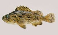 Sebastes schlegelii, Korean rockfish: fisheries, aquaculture, aquarium