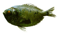 Diretmichthys parini, Parin's spiny fin: