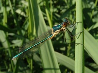 Lestes dryas - Scarce Emerald Damselfly