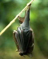 Image of: Carollia perspicillata (Seba's short-tailed bat)