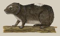 Image of: Dendrohyrax arboreus (southern tree hyrax)