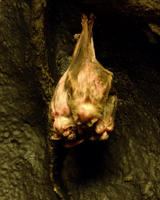 Image of: Desmodus rotundus (vampire bat)