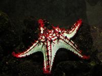 Protoreaster linckii - Red Knob Seastar