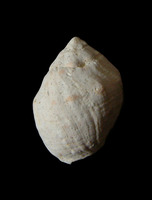 Neotaenioglossa