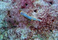 Chromodoris elizabethina