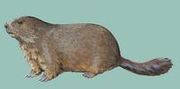 Image of: Marmota marmota (alpine marmot)