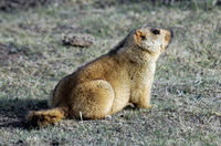 Image of: Marmota himalayana (Himalayan marmot)