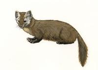 Image of: Martes americana (American marten)