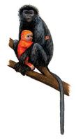 Image of: Trachypithecus cristatus (silvered leaf monkey)