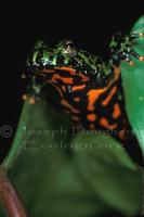 Image of: Bombina orientalis