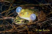 Rana lessonae - Pool Frog