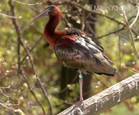 Plegadis falcinellus - Glossy Ibis