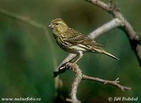 Serinus serinus - European Serin