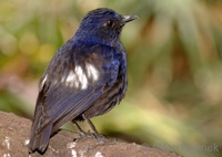 Myophonus glaucinus - Sunda Whistling Thrush