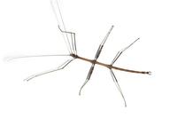 Image of: Diapheromera femorata (common walkingstick)