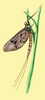 Image of: Ephemera vulgata
