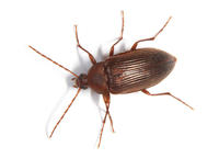 Image of: Tenebrionidae (darkling beetles)