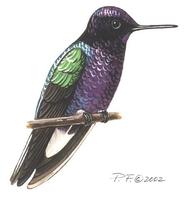 Image of: boissonneaua jardini (velvet-purple coronet)
