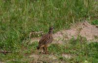 Image of: Francolinus sephaena (crested francolin)