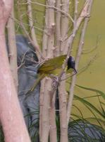 Image of: Hypergerus atriceps (oriole-warbler)