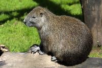 Capromys pilorides - Desmarest's Hutia