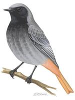 Image of: Phoenicurus ochruros (black redstart)