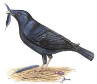 Image of: Ptilonorhynchus violaceus (satin bowerbird)