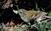 Image of: Spizella pusilla (field sparrow)