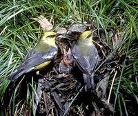 Image of: Vermivora pinus (blue-winged warbler)