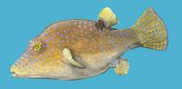 Image of: Canthigaster solandri (false-eye toby)