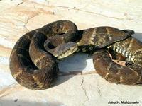 Image of: Bothrops atrox (common lancehead)