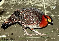 Blyth's Tragopan - Tragopan blythii