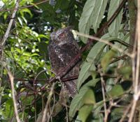Mindanao Scops Owl - Otus mirus
