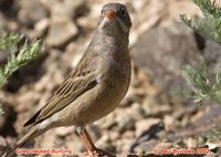 Grey-necked Bunting - Emberiza buchanani