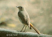 Hodgson's Redstart - Phoenicurus hodgsoni