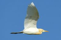 Cattle Egret