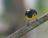 Fulvous-vented Euphonia (Euphonia fulvicrissa) photo