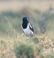 Pied Harrier - Circus melanoleucos