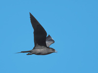 Parasitic Jaeger (Stercorarius parasiticus) photo