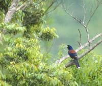 Lidth's Jay (Garrulus lidthi) photo