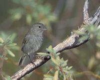 Black-faced Grassquit (Tiaris bicolor) photo