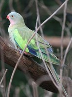 Alexandra's Parrot - Polytelis alexandrae