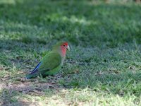 Rosy-faced Lovebird - Agapornis roseicollis