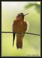 Shining Sunbeam - Aglaeactis cupripennis