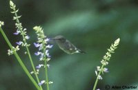 Vervain Hummingbird - Mellisuga minima
